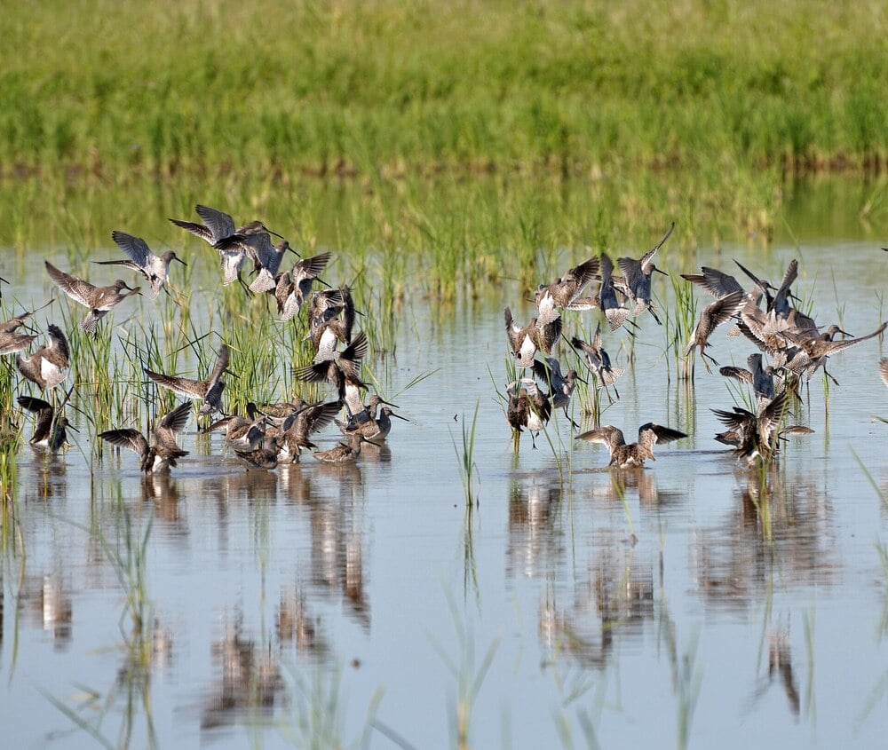 A flock of shorebirds gathers and takes flight above shallow water, surrounded by green grasses. The birds and their reflections are visible in the calm water.