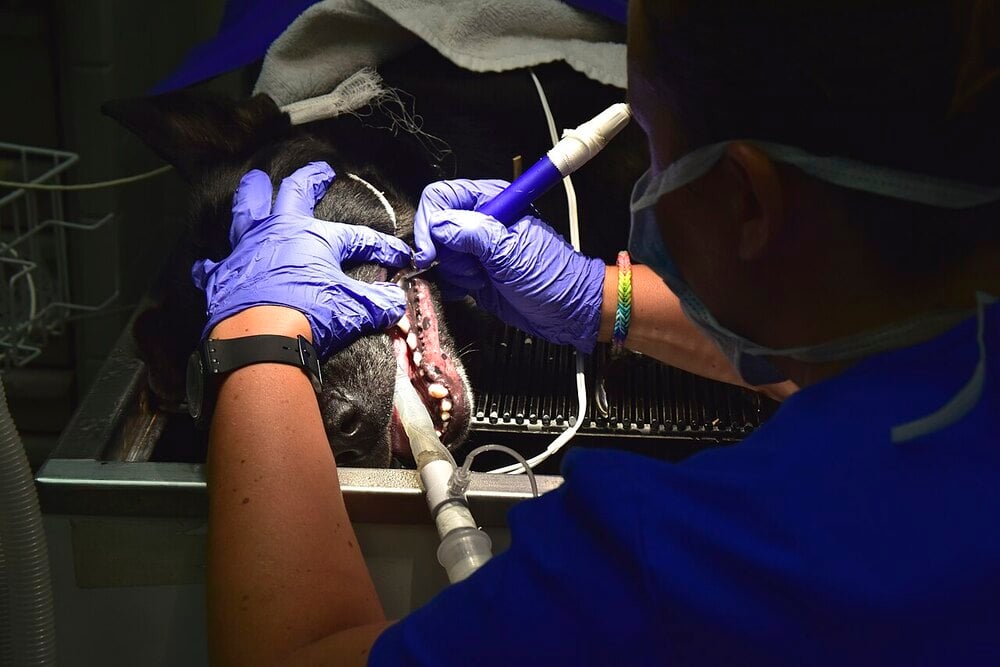 A veterinarian wearing gloves and a mask cleans a dog’s teeth with dental tools while the dog lies on an exam table, partially covered by a towel.