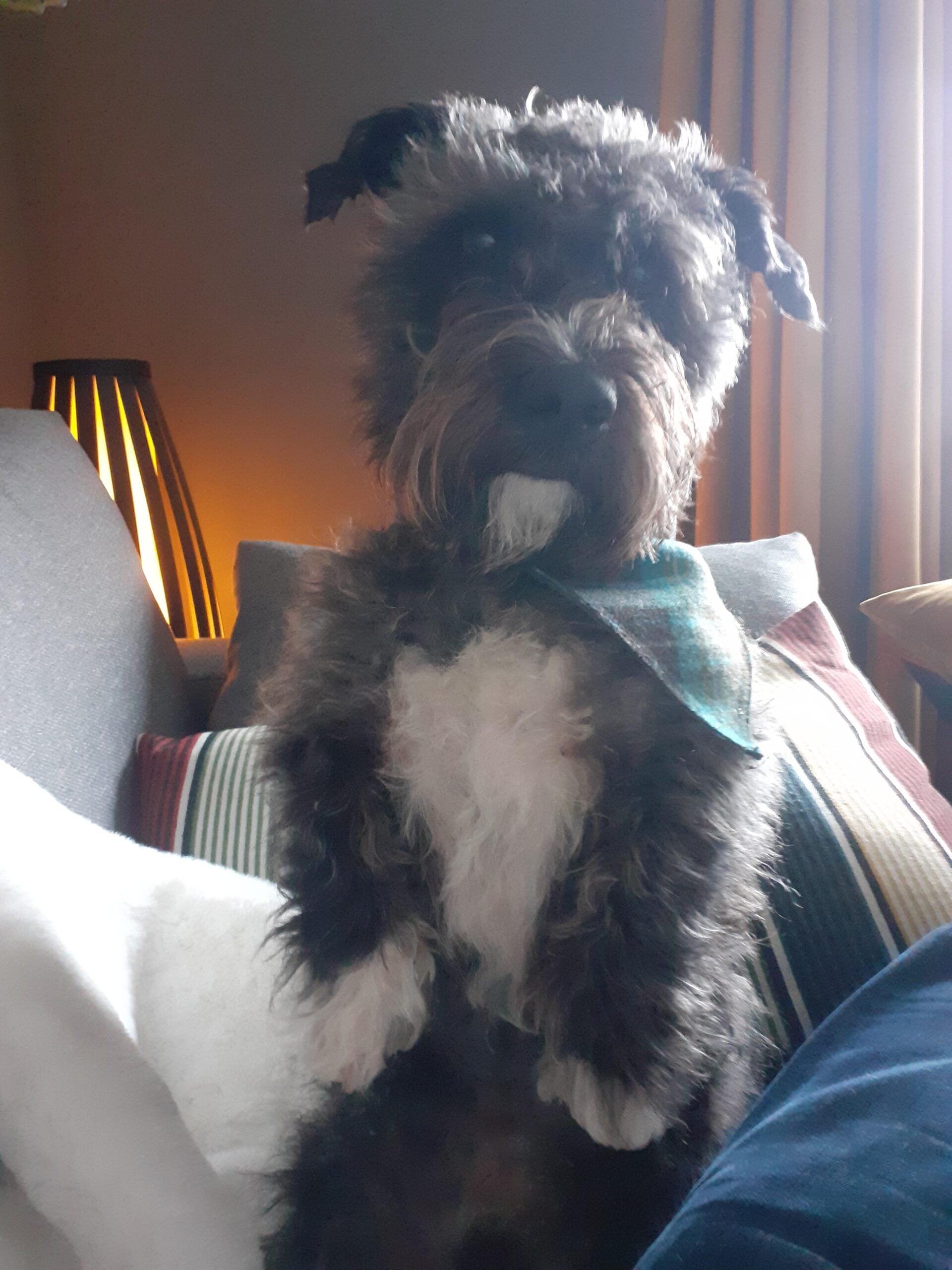 A fluffy black and white dog with a green bandana sits upright on a couch, with a lamp glowing warmly in the background.