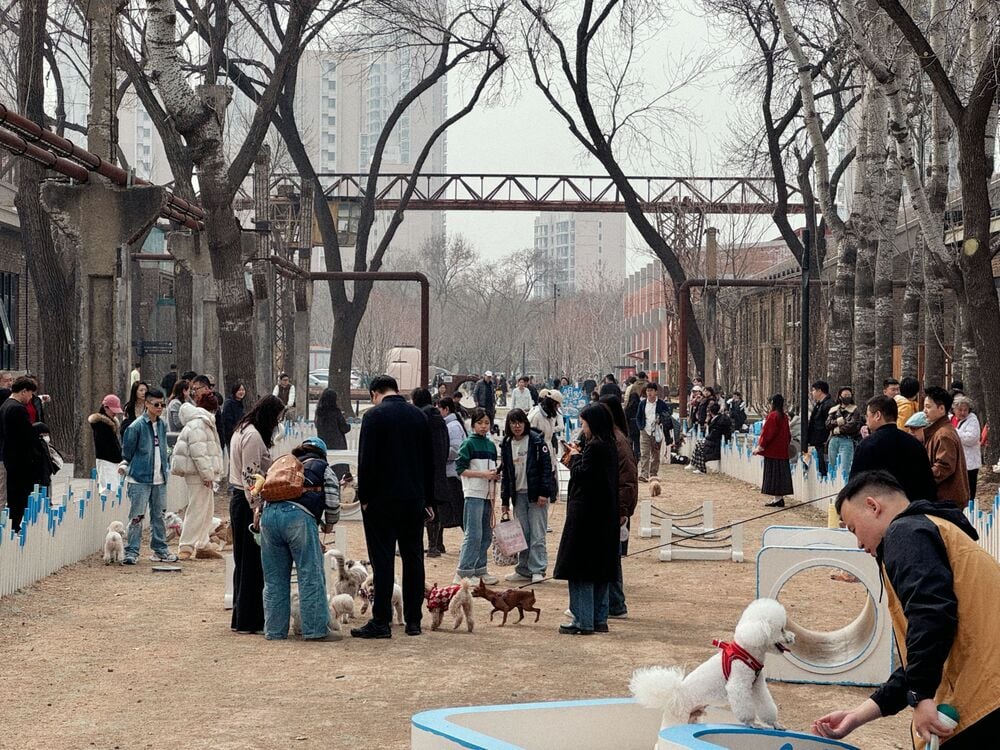 People gather outdoors with their dogs in a park lined with leafless trees and buildings. Some dogs participate in activities while owners watch or interact. The scene is lively and social, featuring a variety of dog breeds.