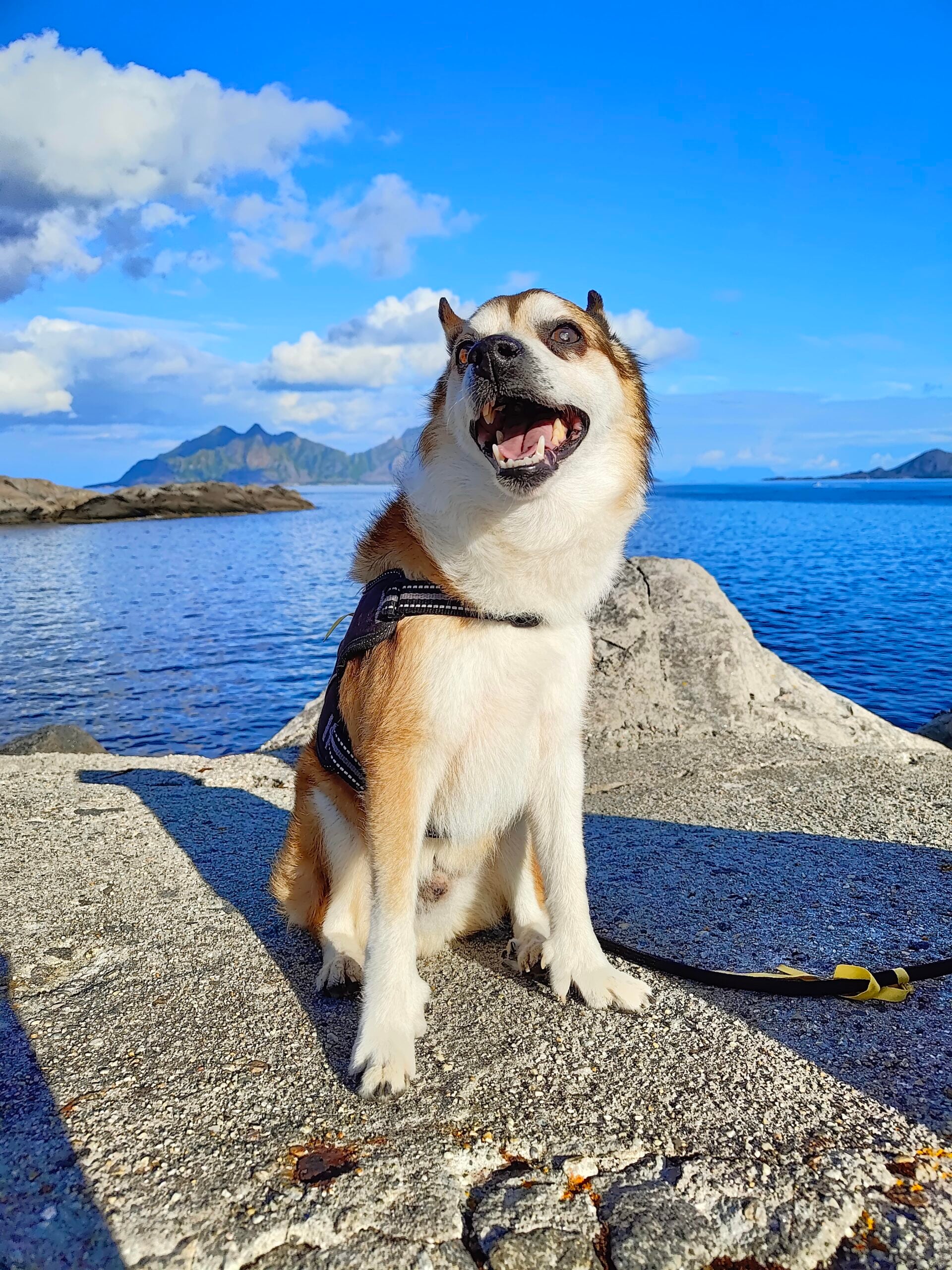 A happy dog wearing a harness sits on rocky ground by the blue sea with mountains and clouds in the background under a bright, sunny sky.