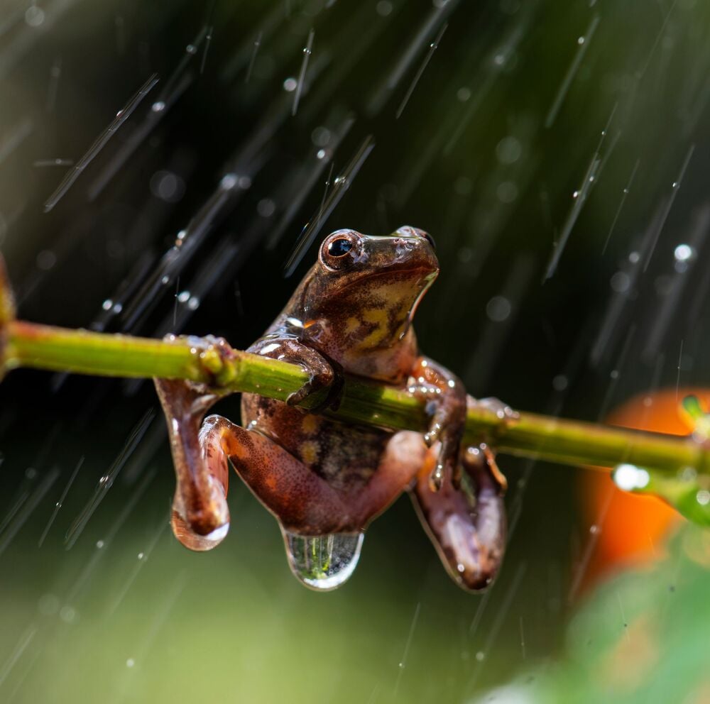 A small brown frog clings to a green branch in the rain, with water droplets hanging from its body and blurred greenery in the background.