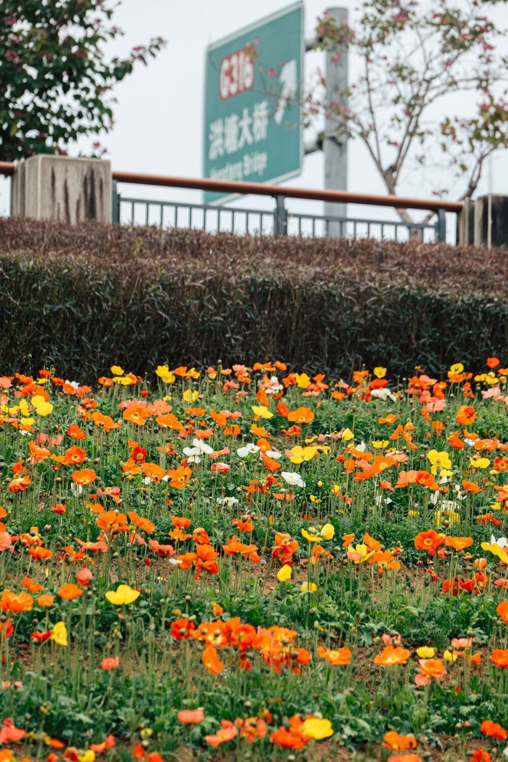 A field of vibrant orange, yellow, and white flowers grows in front of a hedge and a green road sign written in Chinese characters, with trees and a cloudy sky in the background.