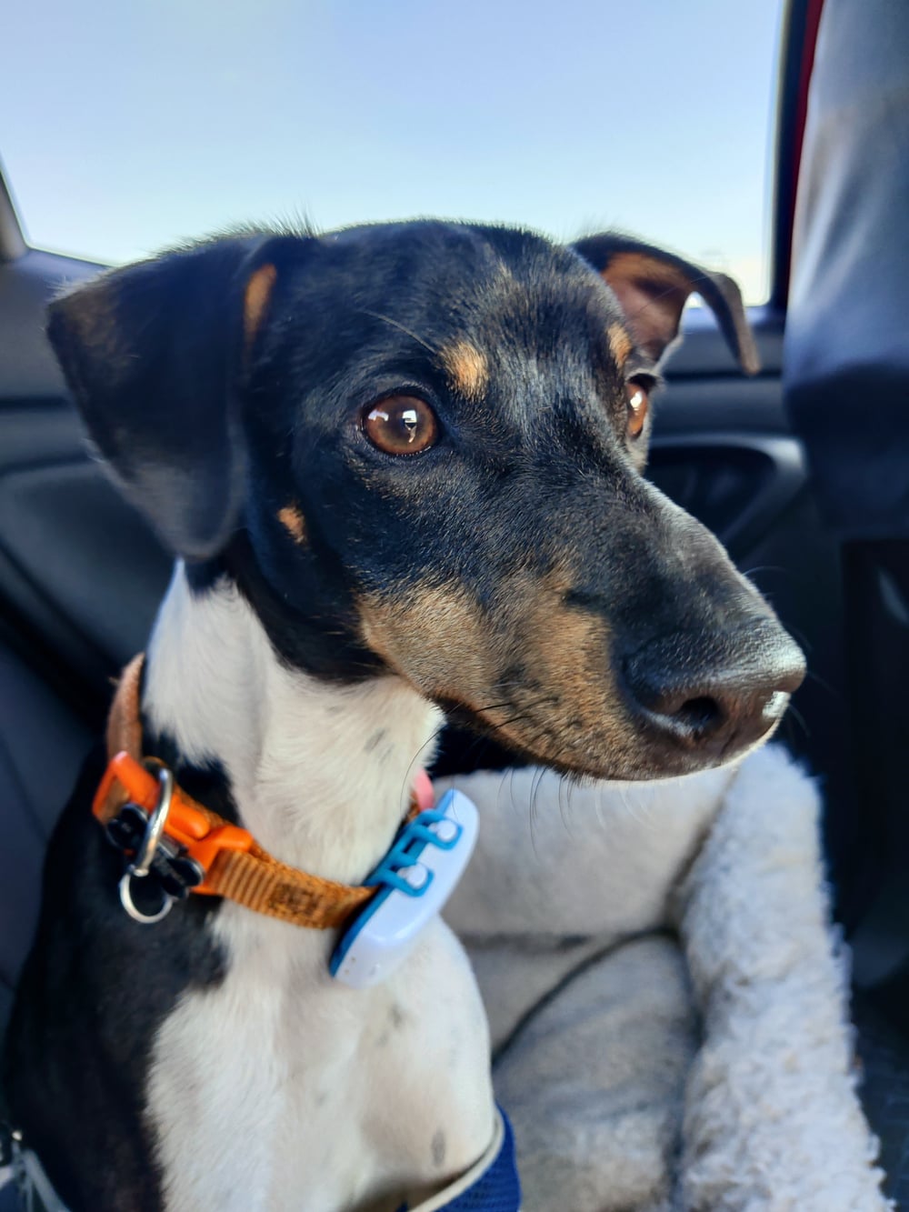 A small black and tan dog with a white chest sits in a car seat, wearing an orange collar and blue tag, looking attentively out the window.