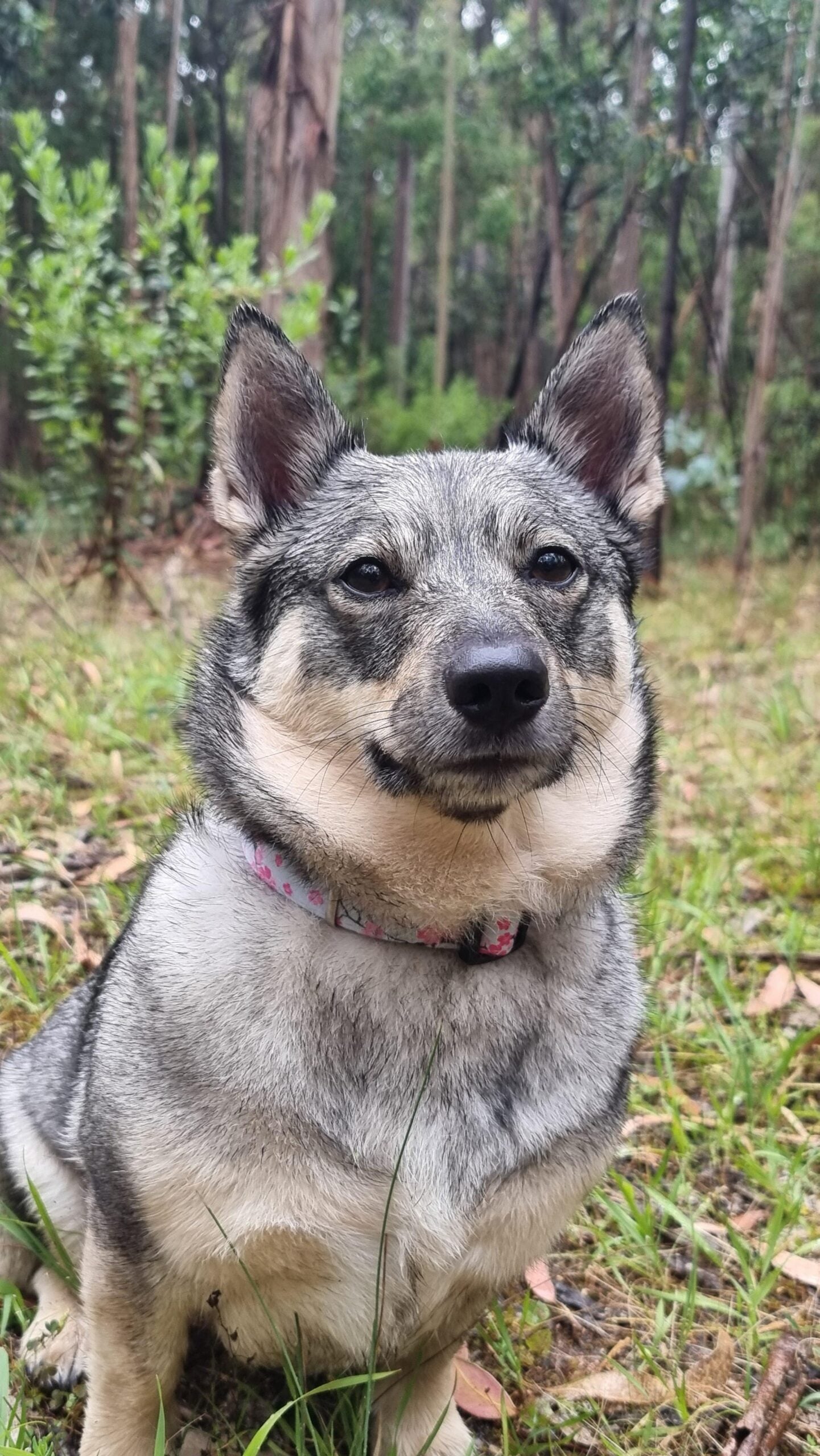 A gray and black dog with upright ears and a pink collar sits on grass in a forest, looking calmly at the camera.