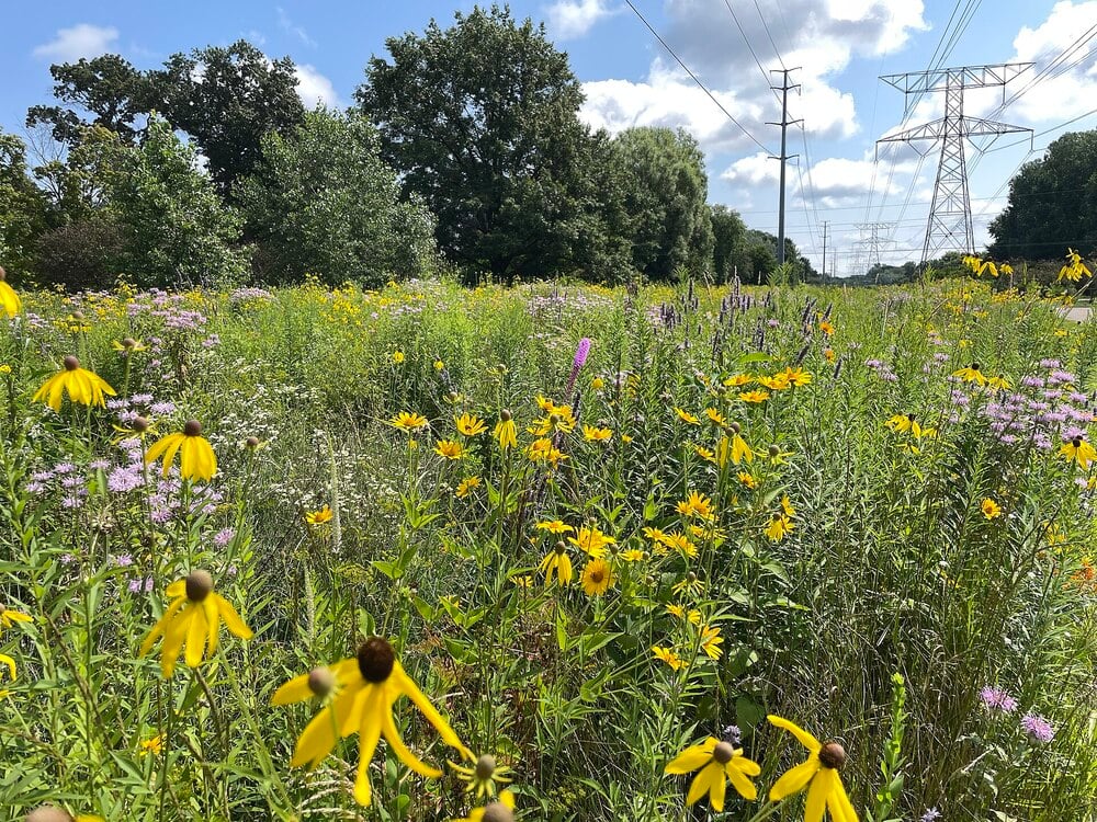 A wildflower meadow filled with yellow and purple flowers grows beneath power lines on a sunny day, with trees and cloudy blue sky in the background.