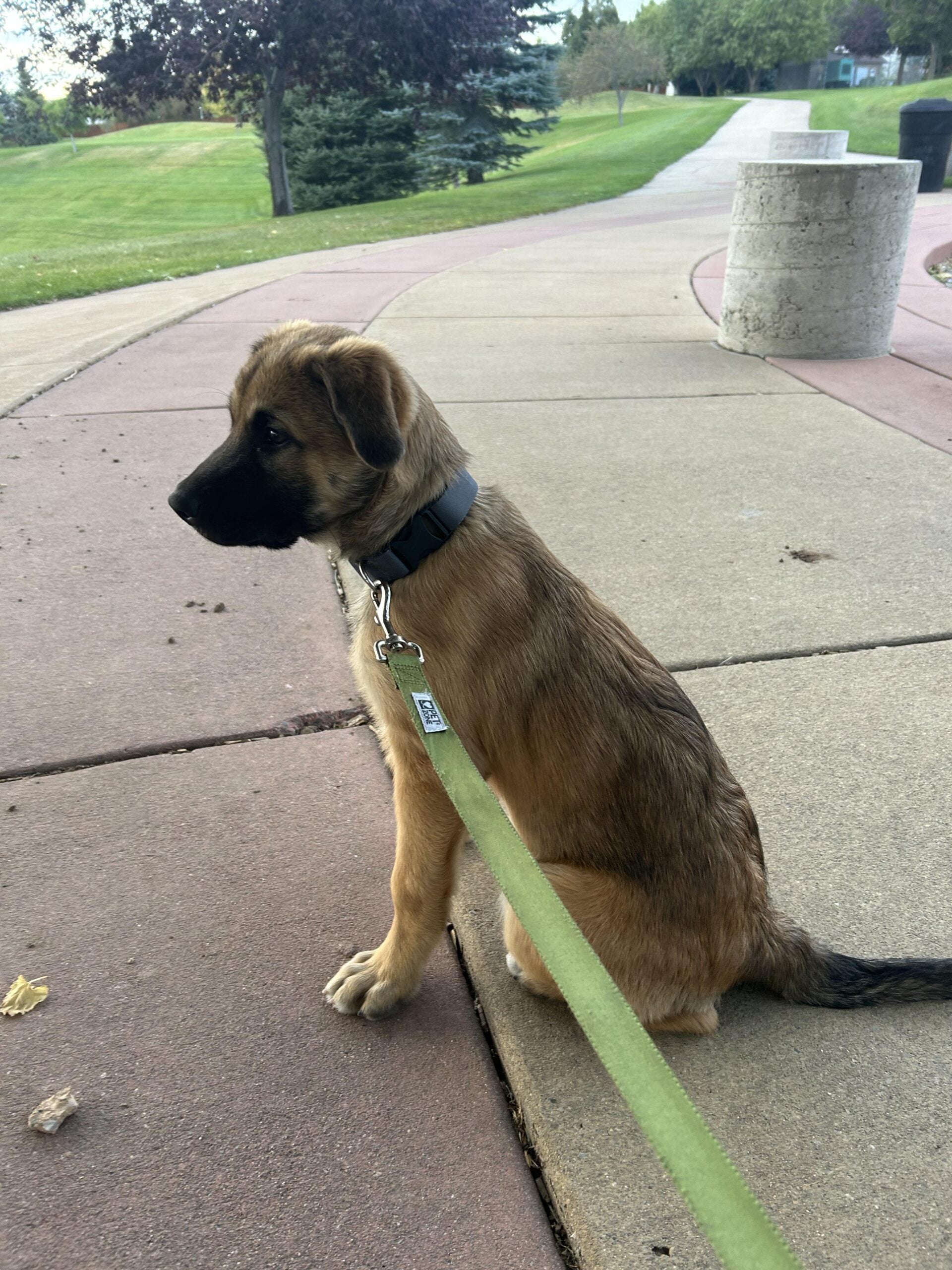 A brown puppy with a black collar sits on a sidewalk, attached to a green leash. Trees, grass, and a curved walkway are visible in the background on a cloudy day.