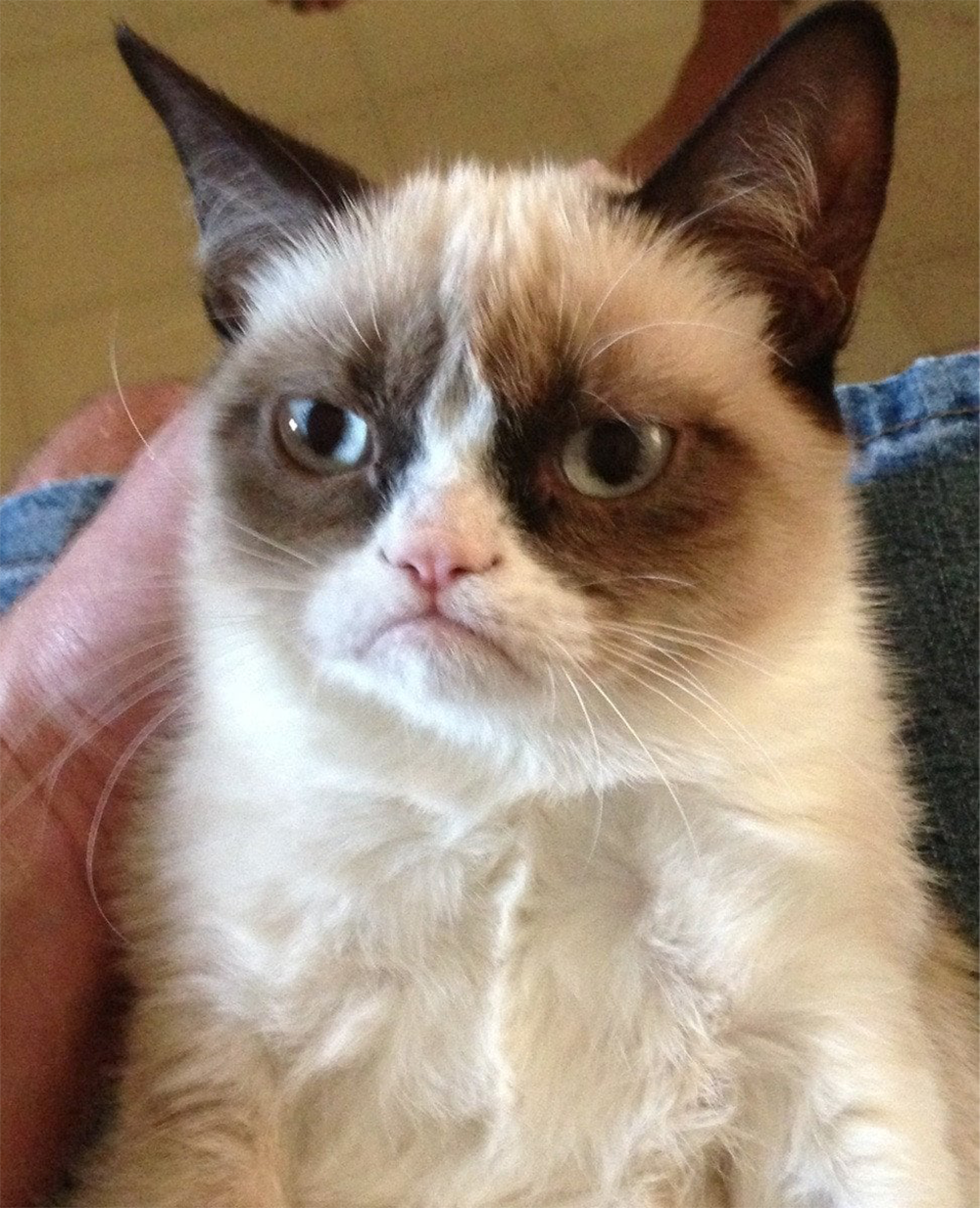 A close-up of a cat with blue eyes and a distinct frown, featuring a white face with dark brown markings and upright ears.