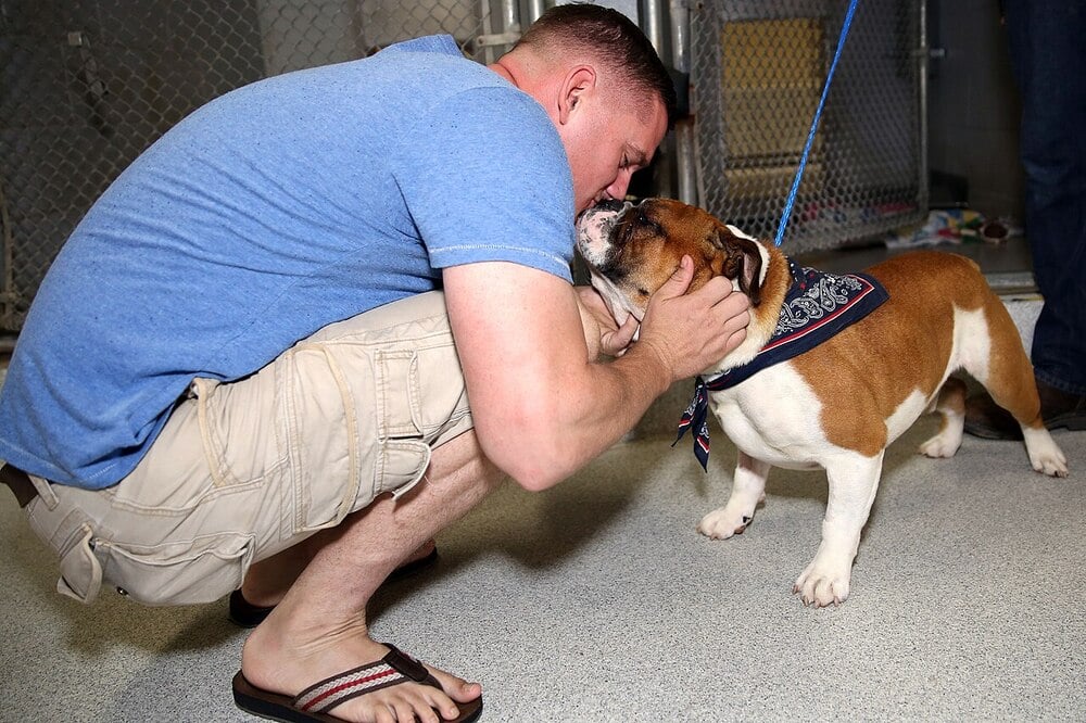 A man in shorts and a blue shirt kneels to embrace a bulldog wearing a bandana. They touch foreheads affectionately inside a kennel with metal fencing.