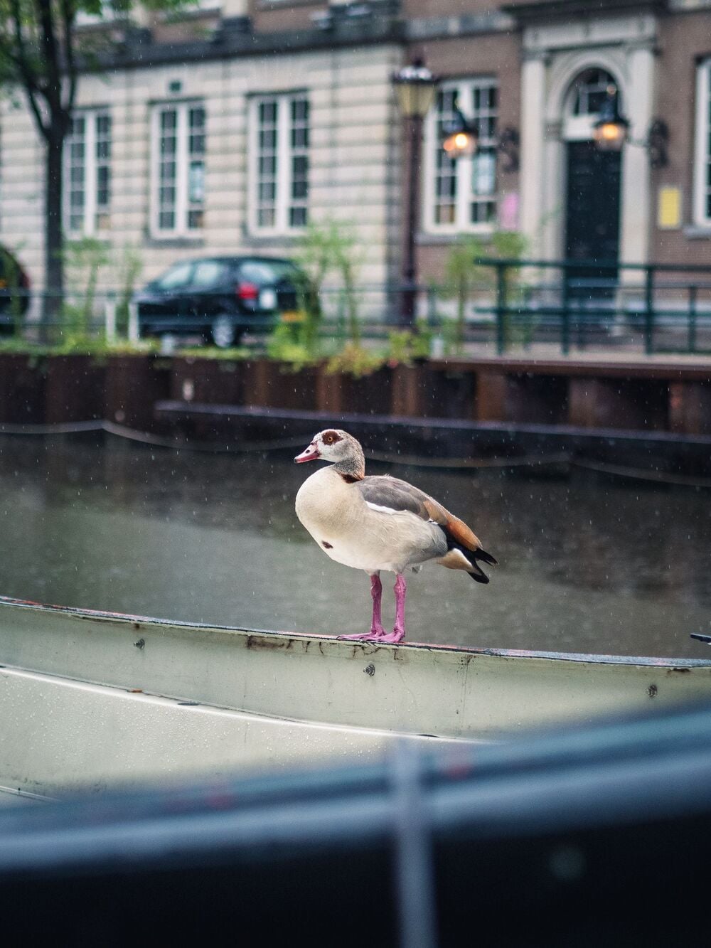 A duck with pink legs stands on the edge of a canal boat. Buildings, trees, and a parked car are visible in the blurry background across the water.