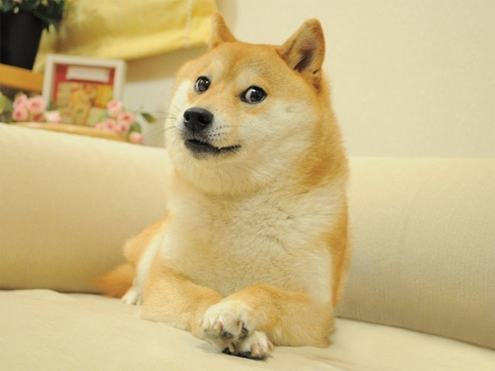 A Shiba Inu dog with a light brown coat lies on a cream-colored couch, looking at the camera with a curious, slightly skeptical expression. There are flowers and a framed photo in the background.