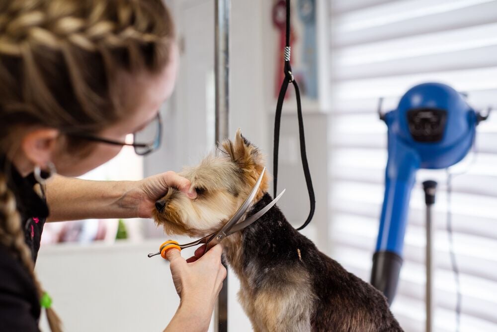 A person trims a small dog’s fur with scissors during grooming. The dog is secured with a grooming loop, and a blue dryer is visible in the background.