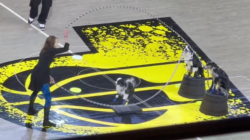 A woman is jump-roping with three dogs; one dog is jumping the rope in the center, while two others sit on upside-down buckets nearby on a gym floor with a bold yellow and black design.