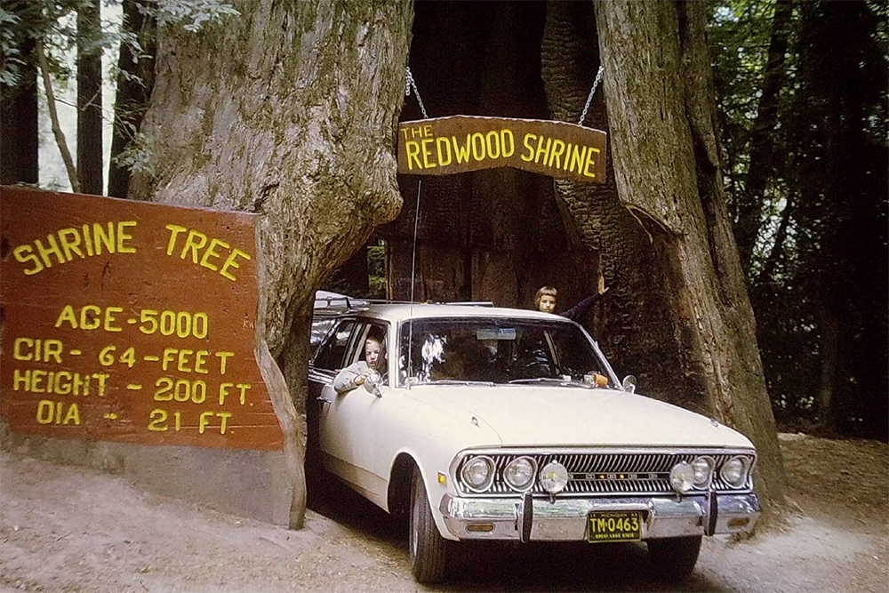 A white car drives through a tunnel carved into a giant redwood tree. Signs read “The Redwood Shrine” and display the tree’s age, circumference, height, and diameter. Two people are visible in the car.