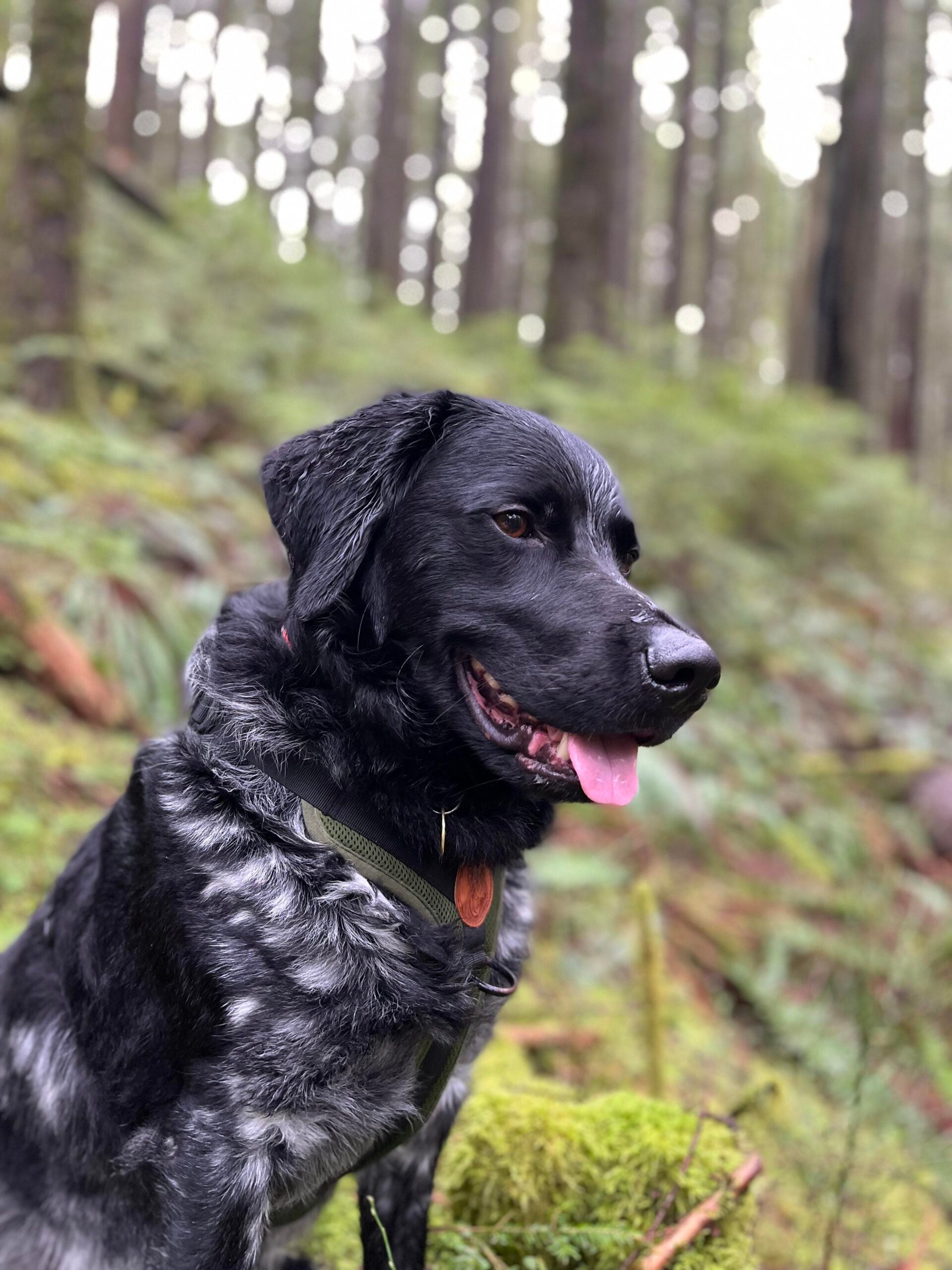 A black and gray dog with a pink tongue sits in a lush, green forest with tall trees and ferns in the background.