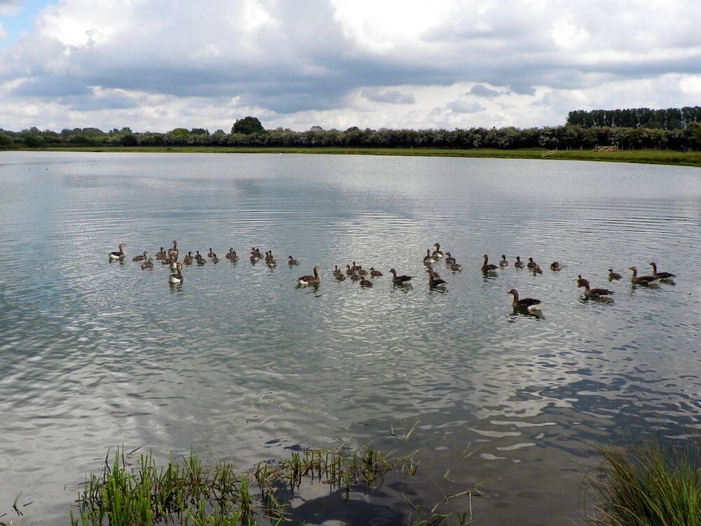 A flock of geese swims together on a calm lake under a cloudy sky, with reeds and grass at the water’s edge and trees visible in the background.