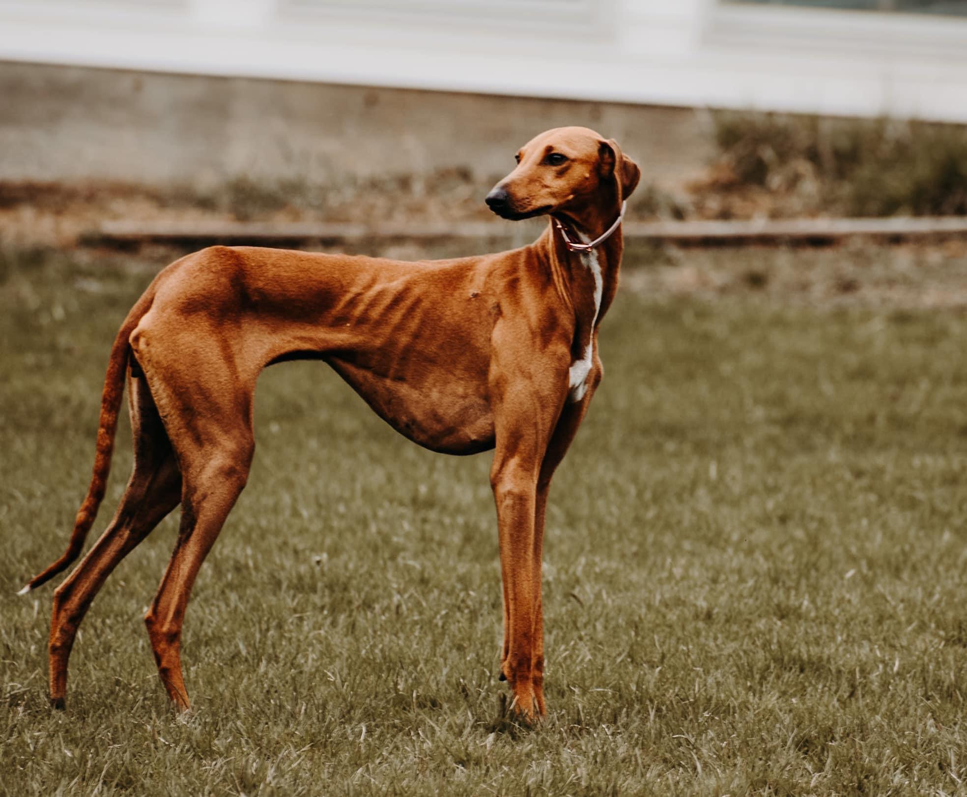 A slender brown dog with visible ribs stands on grass, facing sideways. The dog wears a collar and looks alert. A blurred building and yard are in the background.