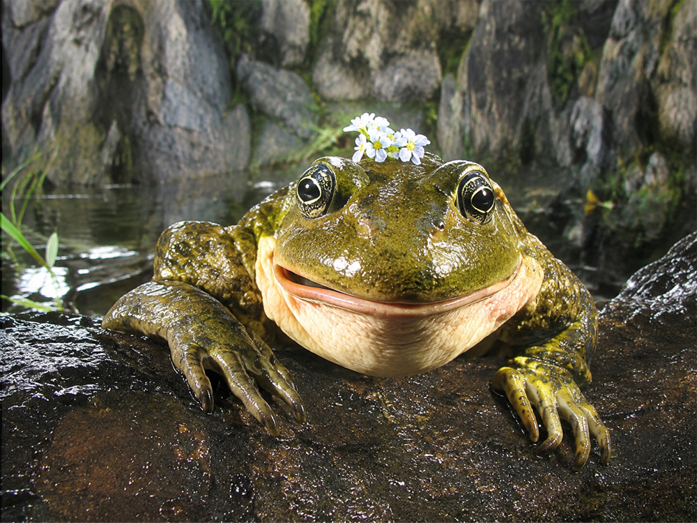 A large frog with mottled green skin sits on a rock near water, wearing a small crown of white flowers on its head. The background features rocks and greenery.