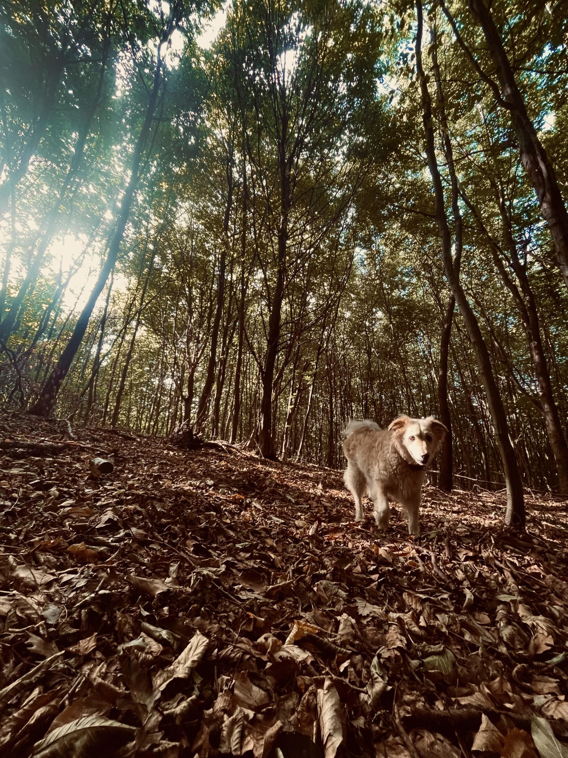 A dog stands on a leaf-covered forest floor beneath tall, sunlit trees. The scene has a warm, natural light and a peaceful, autumnal atmosphere.