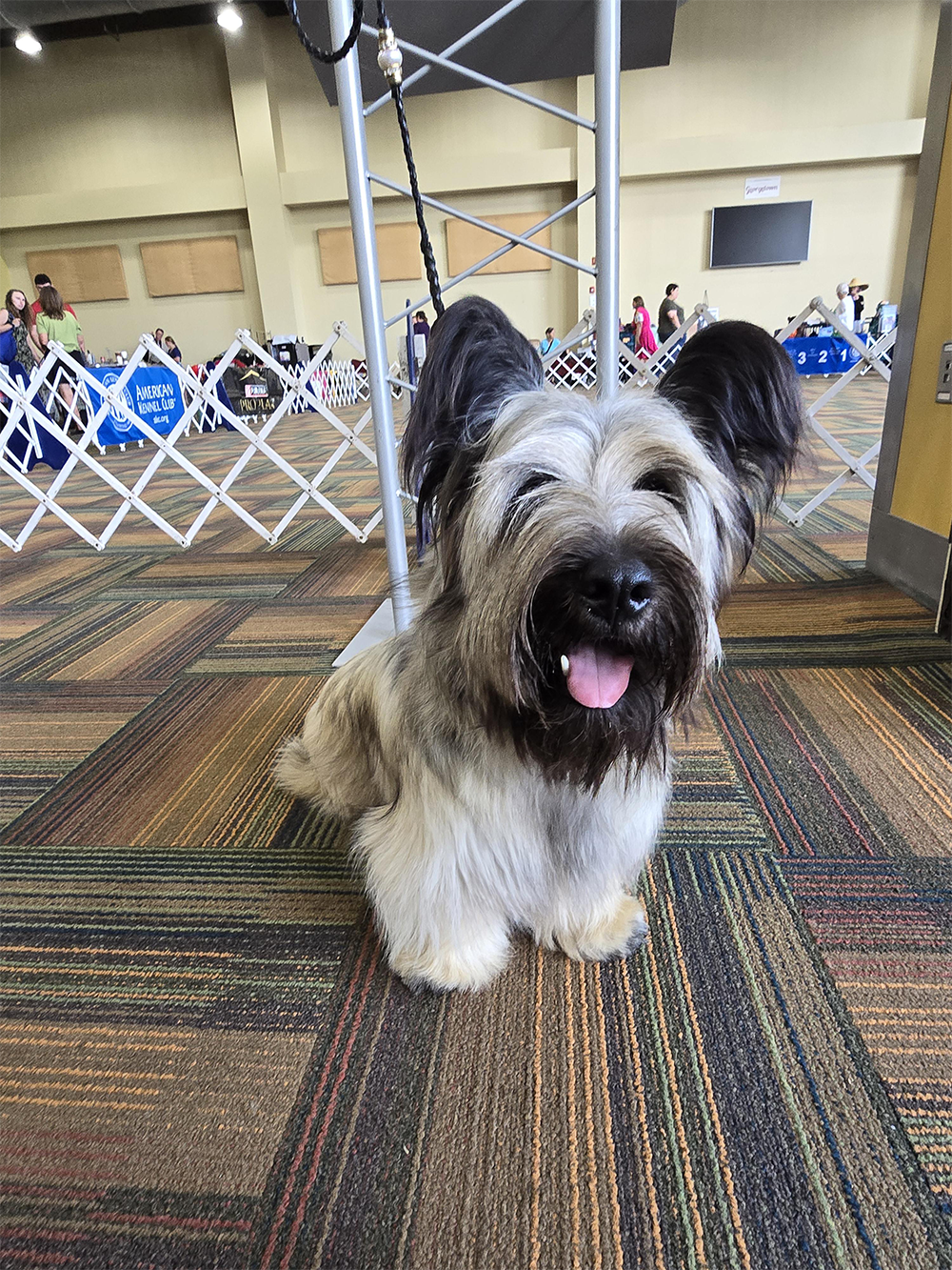 A fluffy dog with long fur and upright ears sits on a multicolored carpet indoors, looking at the camera with its tongue out. There are people and white fencing in the background.