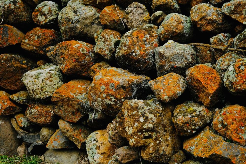 A close-up view of a stone wall made of irregularly shaped rocks, covered with patches of orange and green moss and lichen.