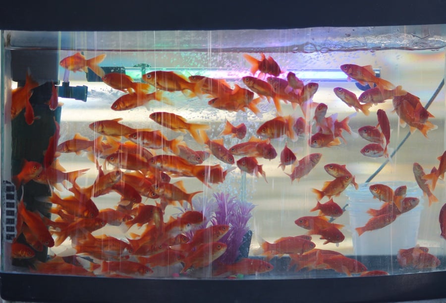 A crowded fish tank filled with many small orange goldfish swimming, with a purple plant decoration and a filter visible inside the aquarium.