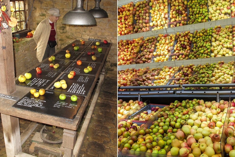 Left: Person examines apple varieties displayed on a table with labels. Right: Market shelves filled with various types of apples arranged in bins.
