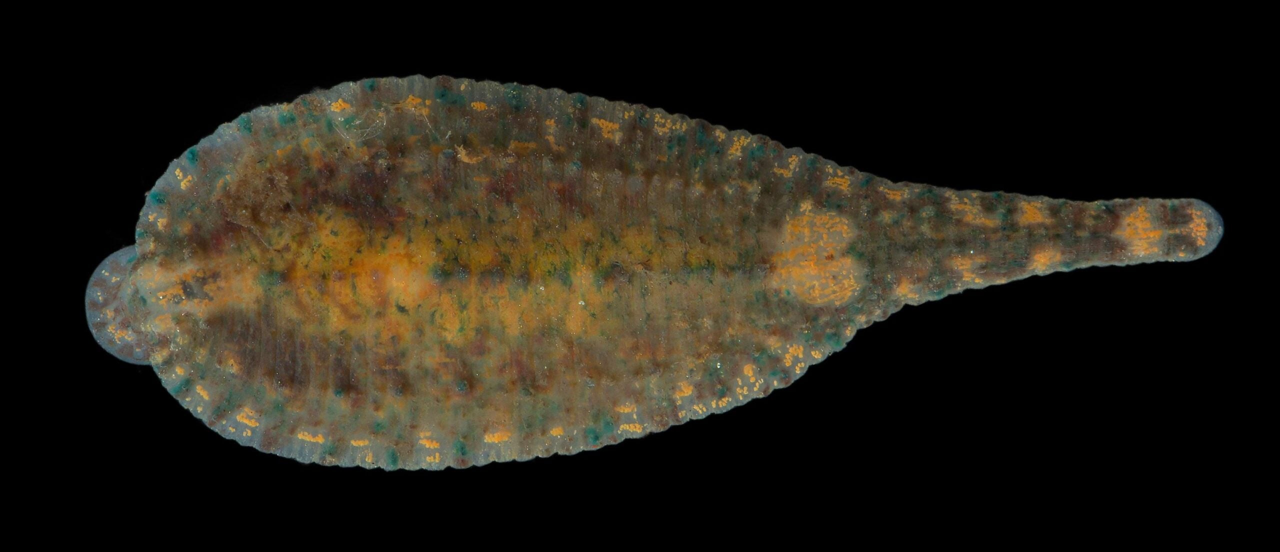 A close-up view of a leech against a black background, showing its elongated, flattened, segmented body with subtle brown, green, and yellow coloration.