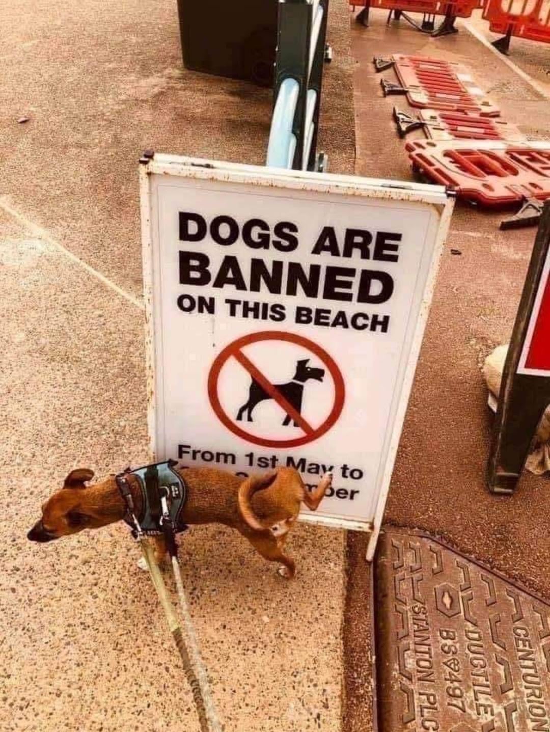 A dog urinates on a sign that reads, “Dogs are banned on this beach from 1st May to September,” with a red crossed-out dog symbol.
