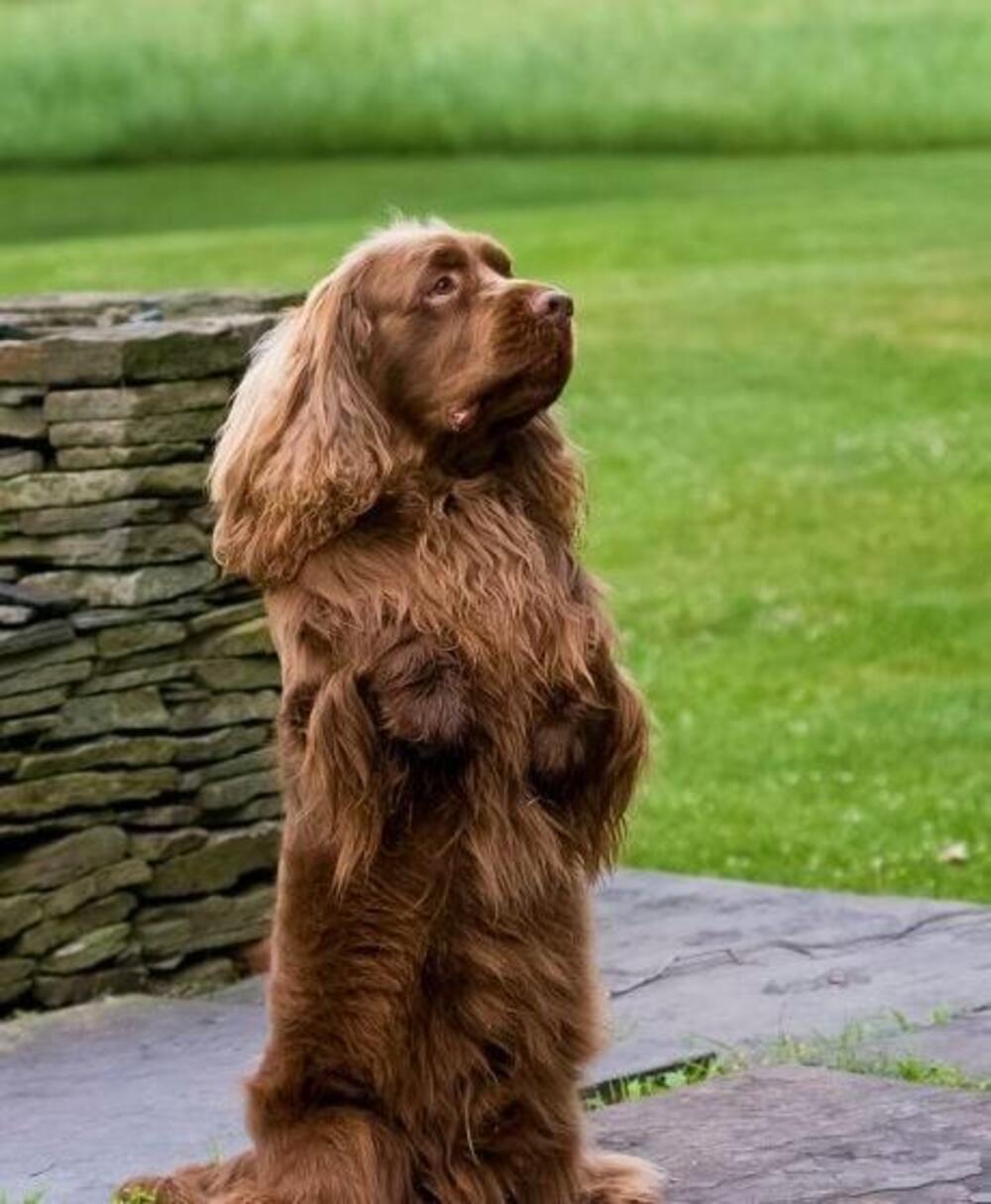 A fluffy brown dog is sitting upright on its hind legs on a stone patio, with green grass and a stone wall in the background.