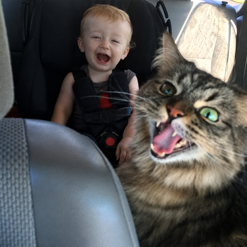 A laughing toddler in a car seat and a fluffy tabby cat with its mouth open, both facing the camera and appearing joyful, inside a car.