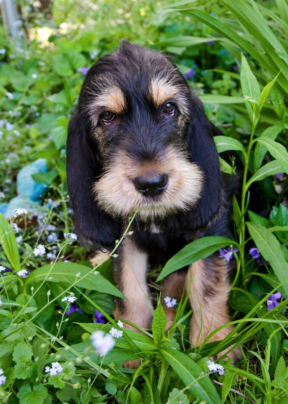 dog breeds