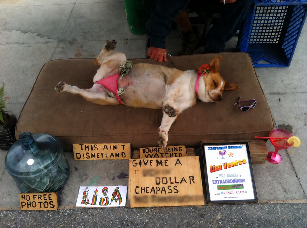 A dog wearing pink underwear lies on its back on a cushion, surrounded by signs asking for tips, a tip jar, sunglasses, a fake drink, and an award plaque. A person’s hand is visible behind the dog.