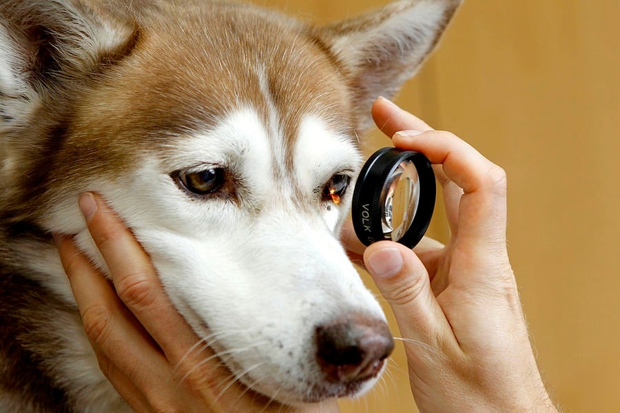 A veterinarian examines a husky dog’s eye using a lens, holding the dog’s head gently.