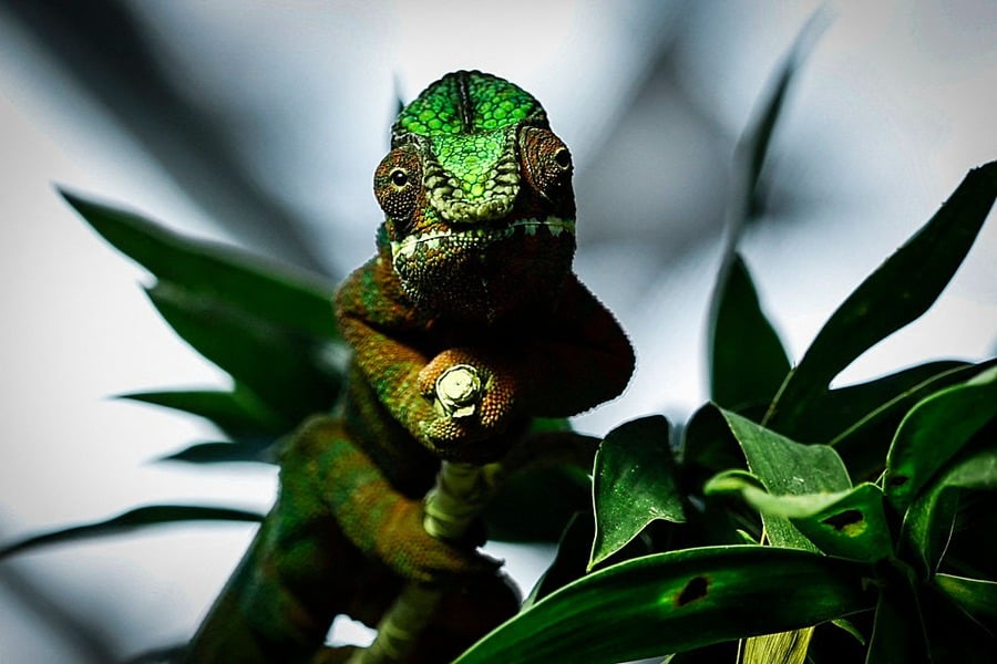 A close-up of a green and brown chameleon perched on a branch among green leaves, looking directly at the camera with a blurred background.