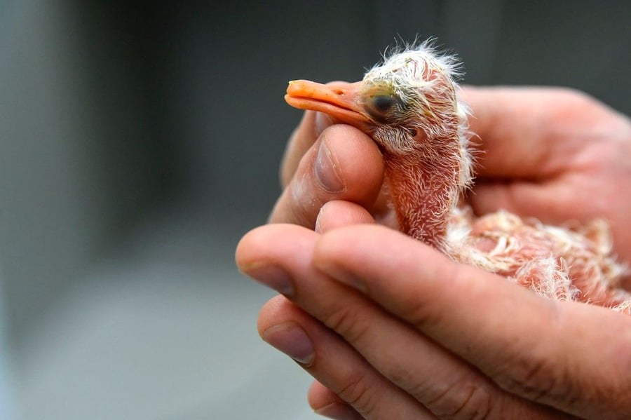 A person gently holds a small, featherless baby bird with closed eyes and a slightly open orange beak in their hands.