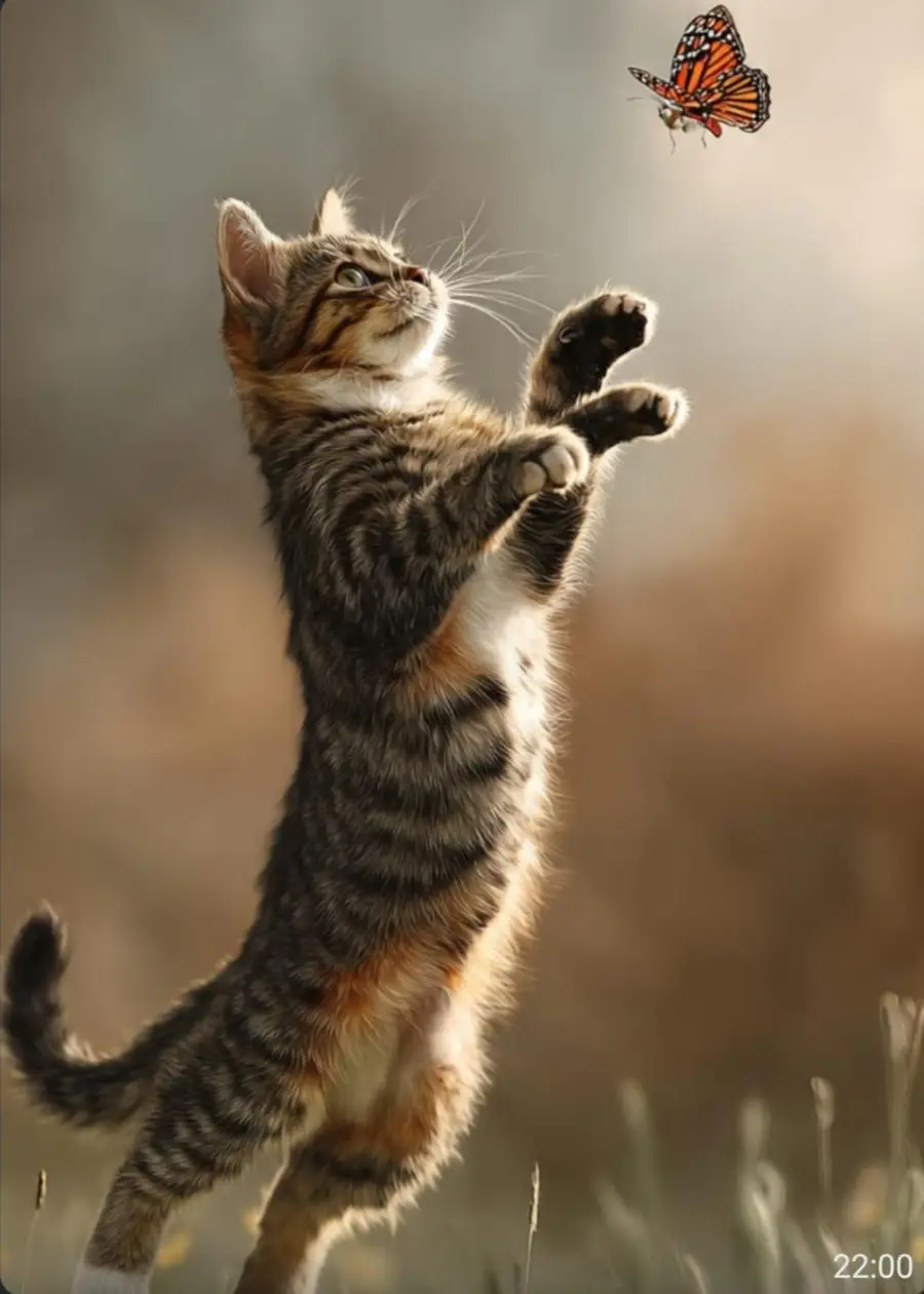 A tabby kitten stands on its hind legs, reaching up playfully toward a flying orange-and-black butterfly. The background is softly blurred, and the time “22:00” appears in the lower right corner.