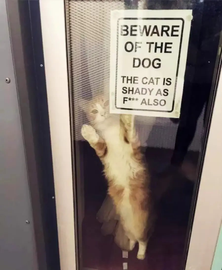 A cat stretches against a glass door with a sign that reads, “Beware of the dog. The cat is shady as f*** also.”