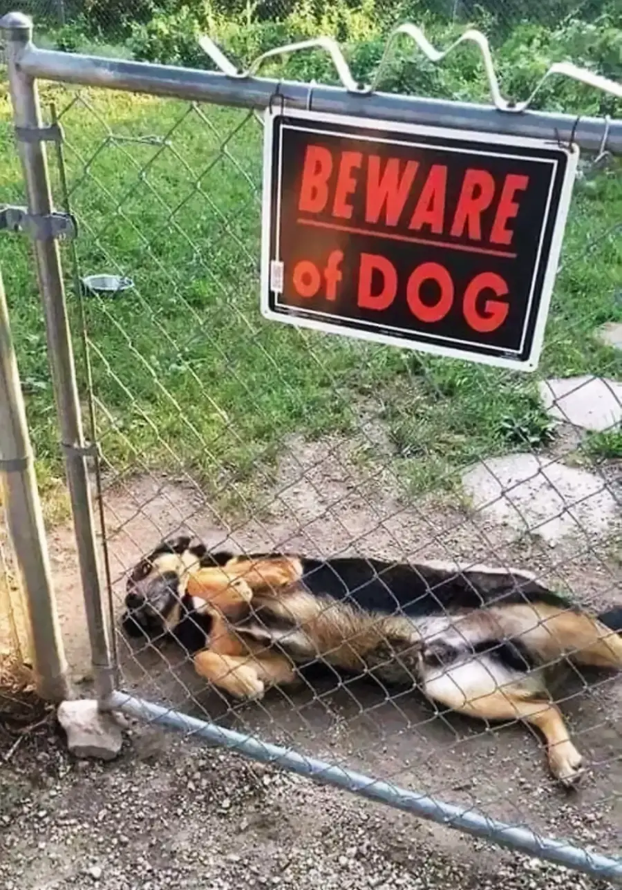 A German Shepherd lies on its back playfully behind a chain-link fence with a “BEWARE of DOG” sign, contrasting its gentle behavior with the warning.