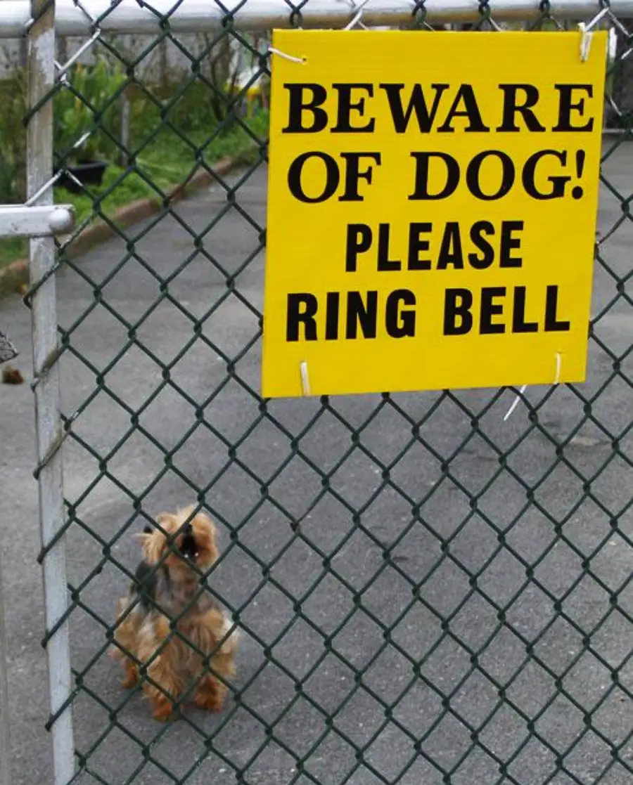 A small dog sits behind a chain-link fence with a large yellow sign that says, “BEWARE OF DOG! PLEASE RING BELL.”