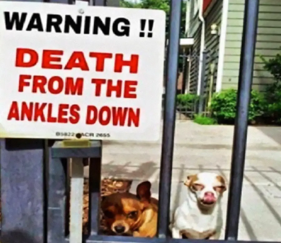 A sign reads “Warning!! Death from the ankles down” next to a gate, with two small dogs standing behind the bars.