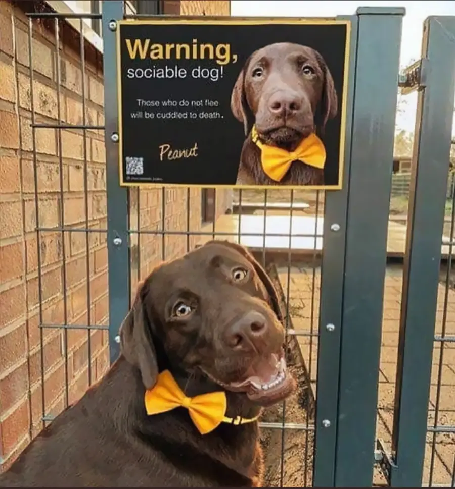 A smiling brown dog wearing a yellow bow tie sits by a gate with a sign showing its photo and saying, “Warning, sociable dog! Those who do not flee will be cuddled to death.”