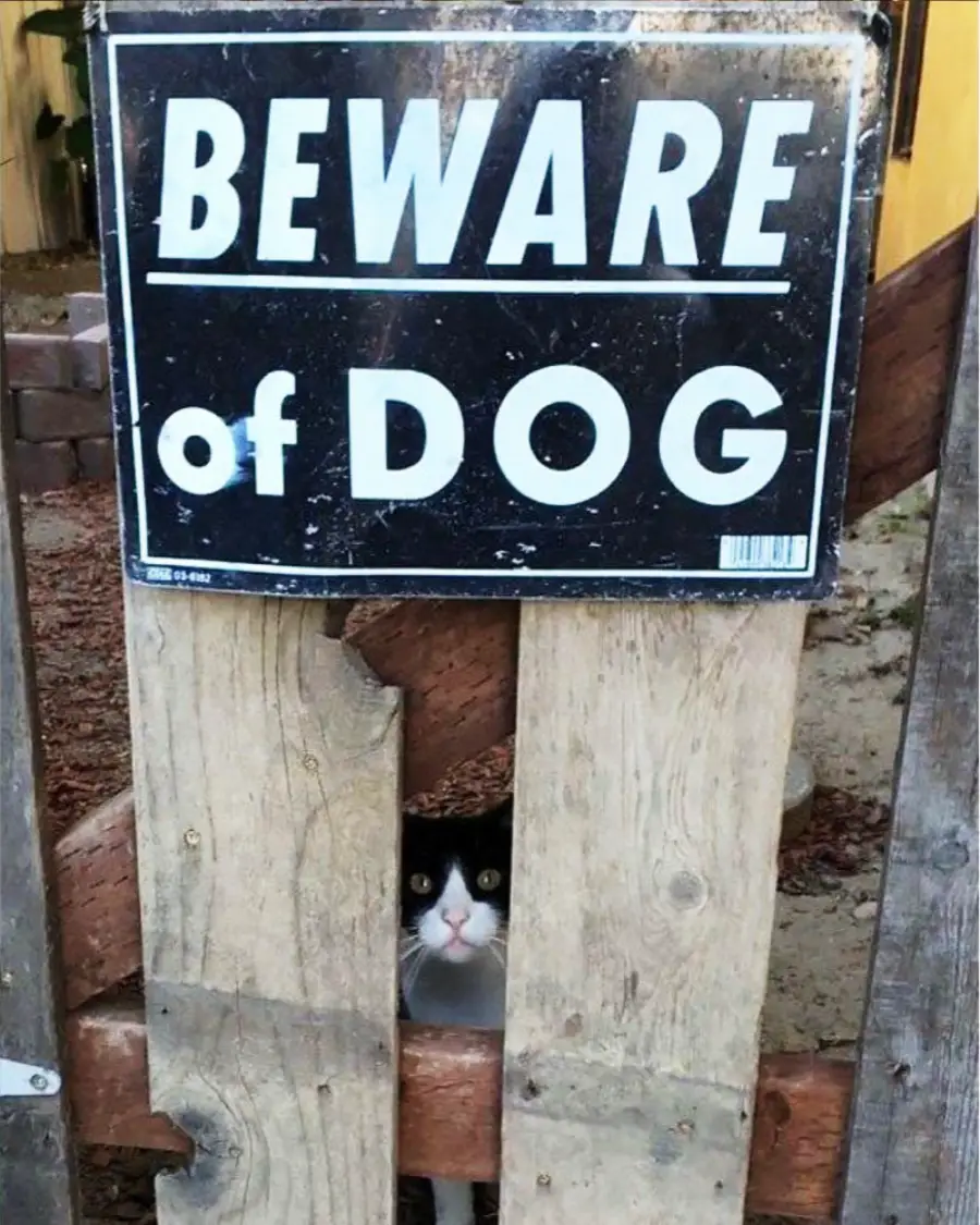A black and white cat peers through a gap in a wooden gate beneath a “BEWARE OF DOG” sign.