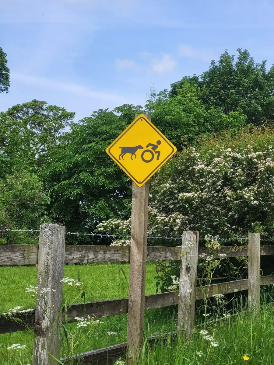 Yellow road sign shows a cow knocking over a cyclist. The sign is posted on a wooden pole near a fence, with green trees and grass in the background under a blue sky.