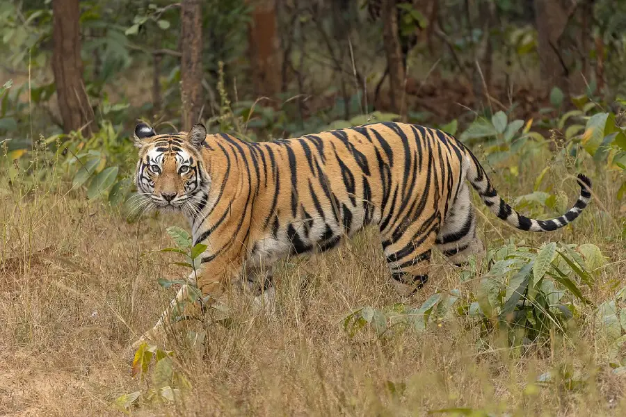 A tiger with orange fur and black stripes walks through tall grass in a forested area, looking toward the camera. Green plants and tree trunks are visible in the background.
