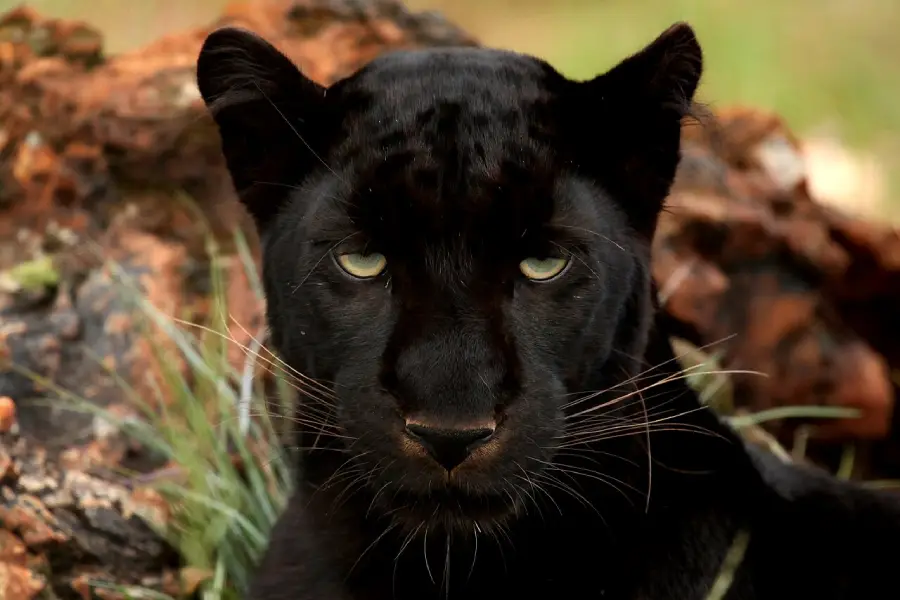 A black panther with piercing green eyes stares directly at the camera, surrounded by grass and brown rocks in the background.