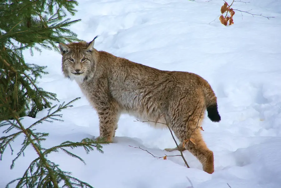 A Eurasian lynx stands on snowy ground near an evergreen tree, looking back over its shoulder. Its thick fur and short tail are visible against the wintry landscape.