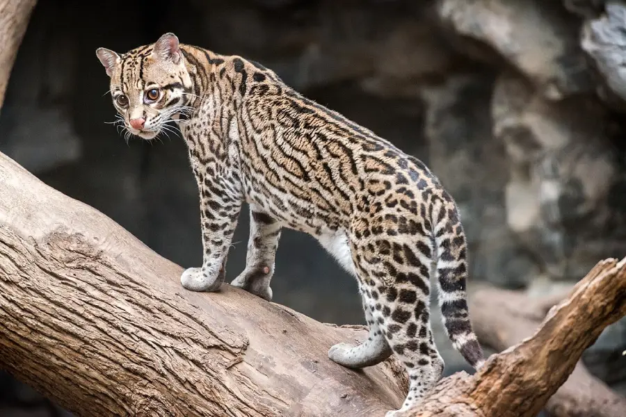 A spotted ocelot stands on a large tree branch, looking alertly to the side. Its body is covered with distinctive dark rosettes and stripes. The background is blurred, showing a rocky area.