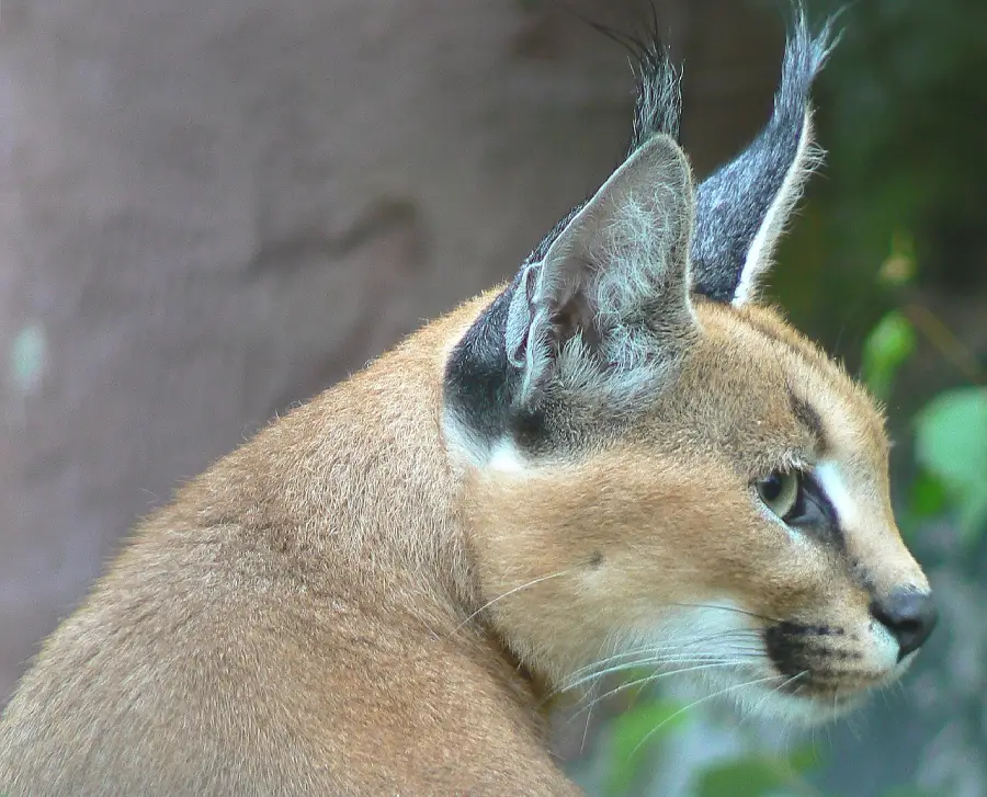 A close-up of a caracal, a wild cat with short tan fur, white markings, and long black tufts on its ears, looking to the right against a blurred background.