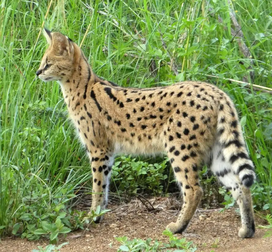 A serval, a medium-sized wild cat with golden fur and black spots, stands on a dirt path surrounded by tall green grass and plants, looking to the left.
